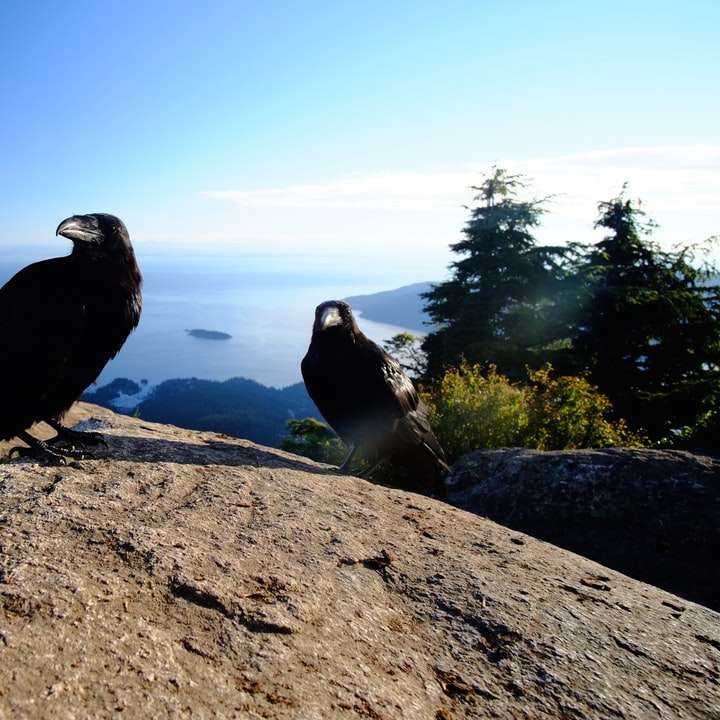 μαύρο και άσπρο πουλί σε γκρίζο βράχο κατά τη διάρκεια της ημέρας online παζλ