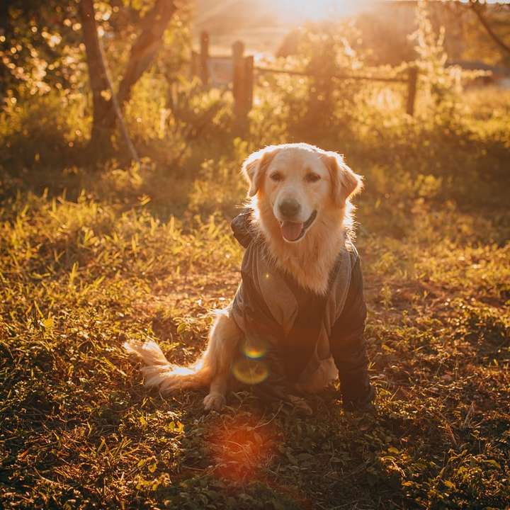cucciolo di golden retriever che corre sul campo di erba marrone puzzle online