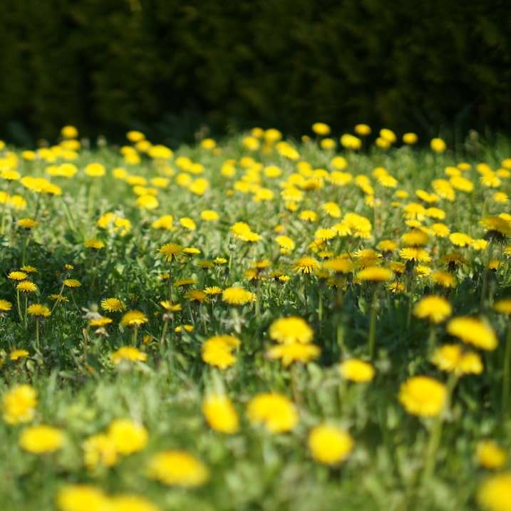 昼間の黄色い花畑 オンラインパズル