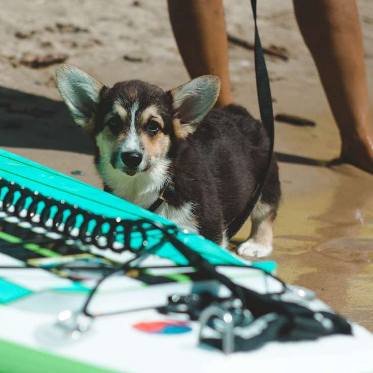 茶色の砂の上に黒白と茶色のショートコート犬 スライディングパズル・オンライン