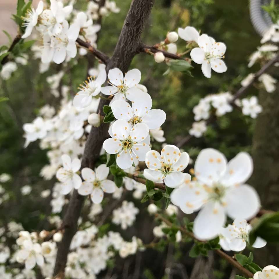weiße Kirschblüte in voller Blüte während des Tages Schiebepuzzle online