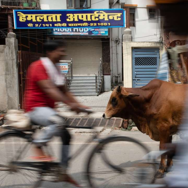 man in red shirt riding bicycle with brown cow online puzzle