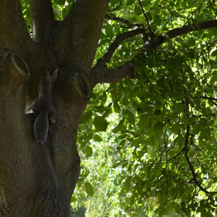 grauer Elefant auf braunem Baum Schiebepuzzle online