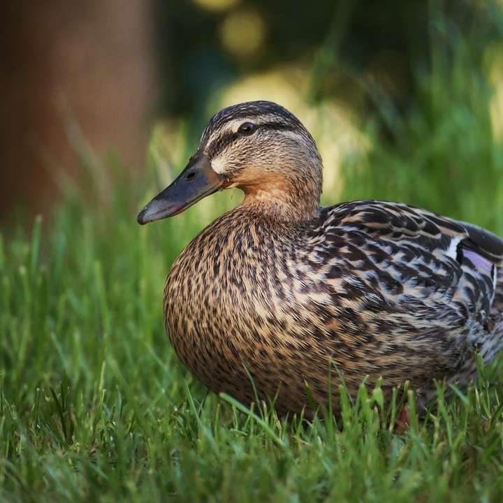кафява патица върху зелена трева през деня онлайн пъзел