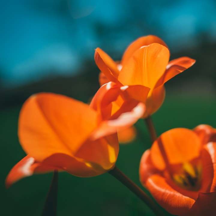 πορτοκαλί λουλούδι σε φακό μετατόπισης κλίσης συρόμενο παζλ online