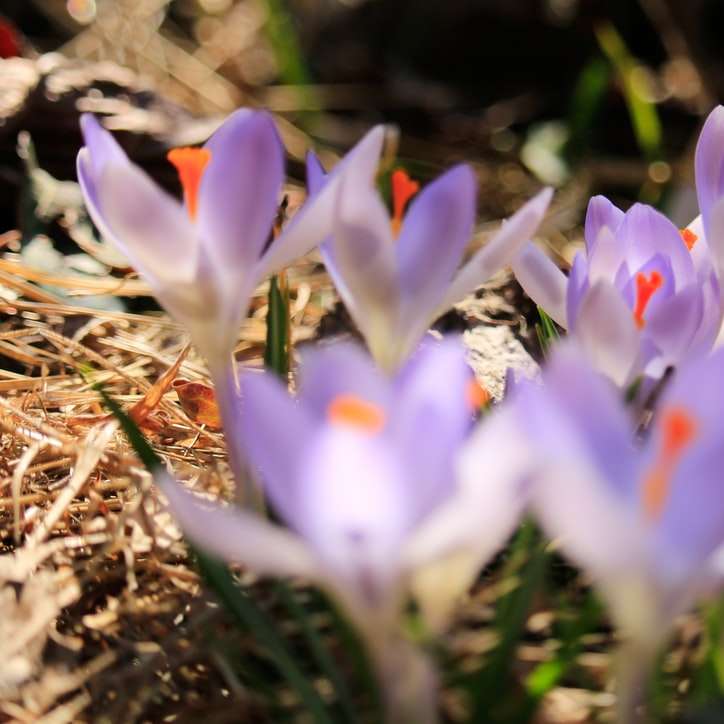flori de crocus albe și violete înfloresc în timpul zilei puzzle online