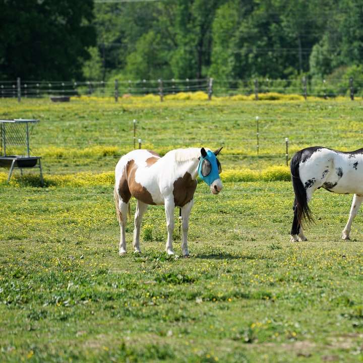 cheval blanc et brun sur terrain d'herbe verte pendant la journée puzzle en ligne
