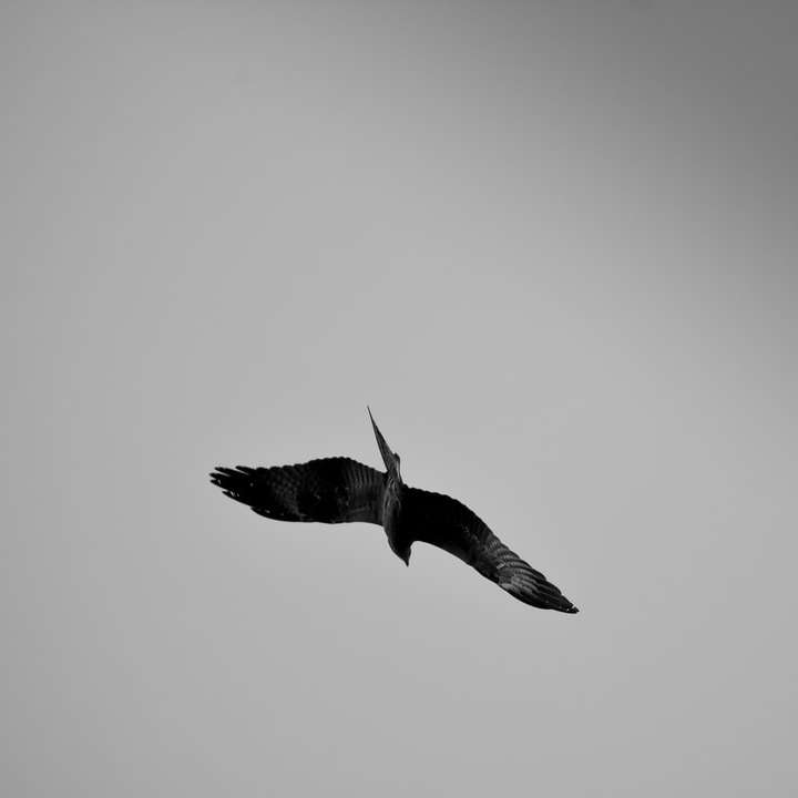 черная птица летит в небе онлайн-пазл