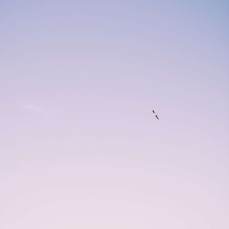 птица летит под голубым небом в дневное время онлайн-пазл