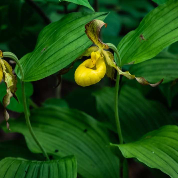 κίτρινο και πράσινο μπουμπούκι λουλουδιών συρόμενο παζλ online