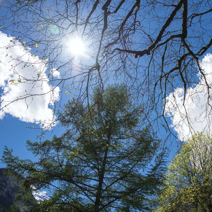 alberi verdi sotto il cielo blu durante il giorno puzzle scorrevole online