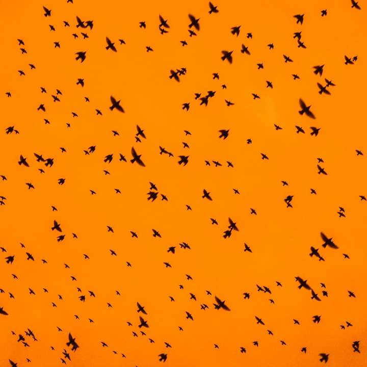 κίτρινα και μαύρα πουλιά που πετούν κάτω από το γαλάζιο του ουρανού κατά τη διάρκεια της ημέρας online παζλ