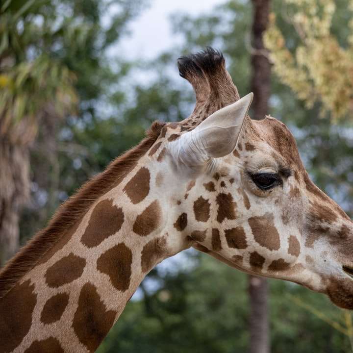 giraffe in close up photography during daytime sliding puzzle online
