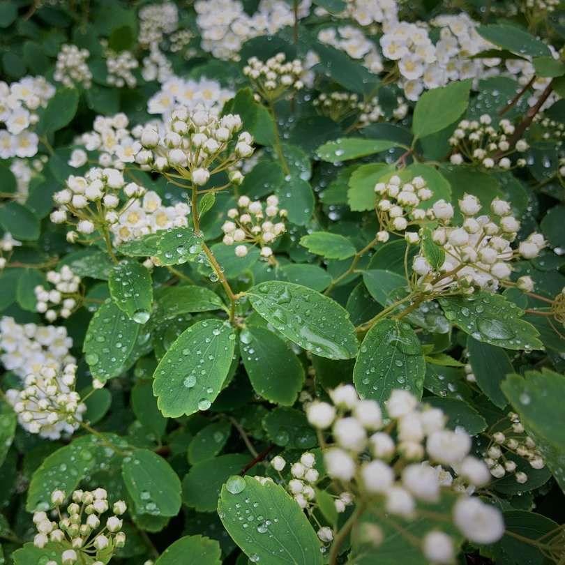 white flowers with green leaves online puzzle