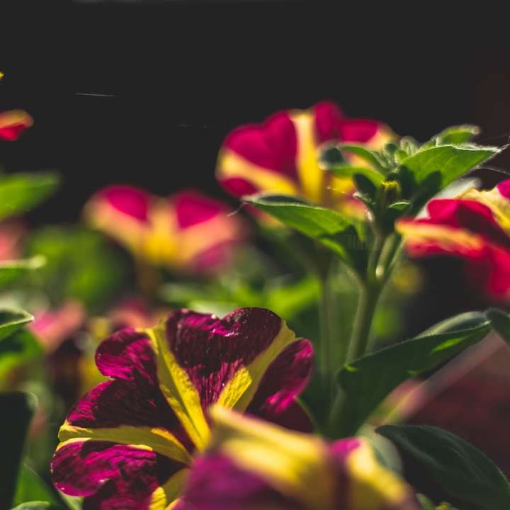 μωβ και κίτρινα λουλούδια σε μαύρο φόντο online παζλ