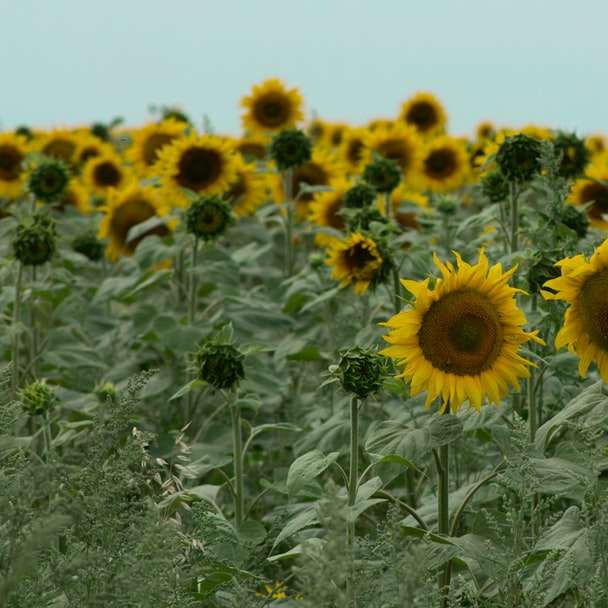 Sonnenblumenfeld unter weißem Himmel tagsüber Schiebepuzzle online