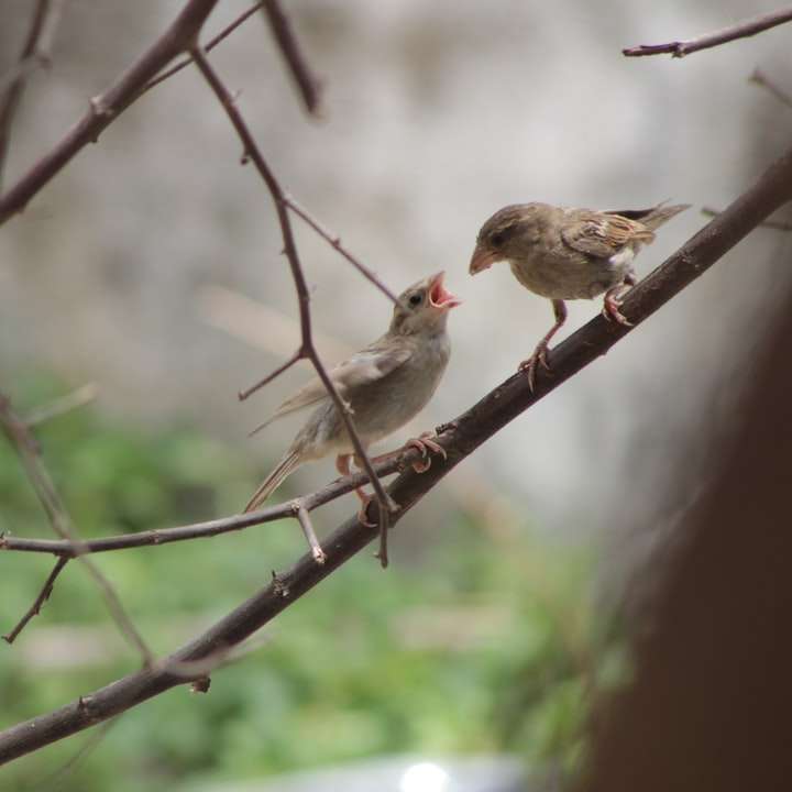 brun och vit fågel på brun trädgren under dagtid Pussel online