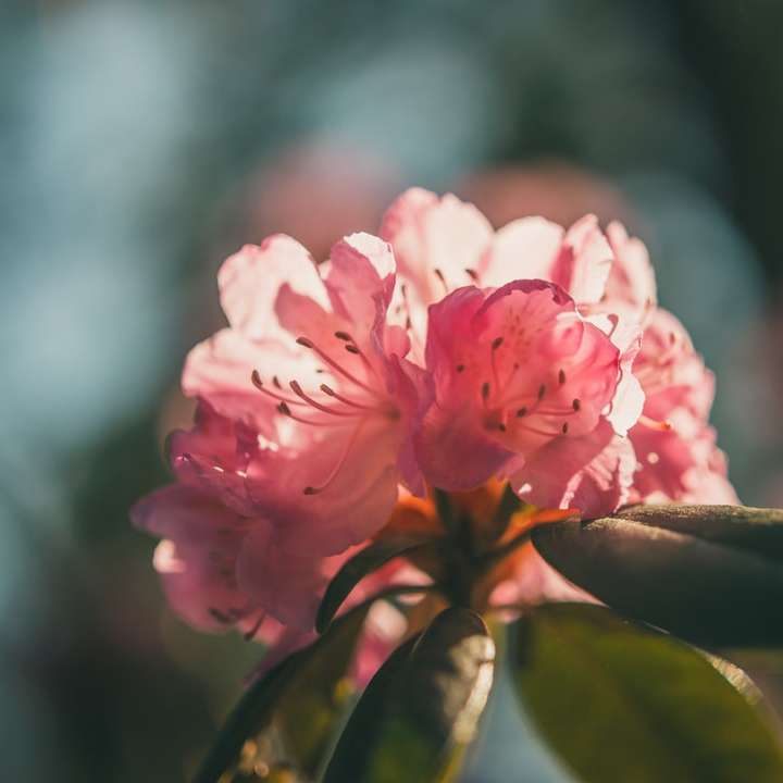 różowy kwiat w soczewce z odchylanym przesunięciem puzzle przesuwne online