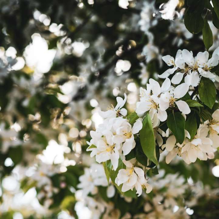 fiori bianchi nella lente tilt shift puzzle scorrevole online