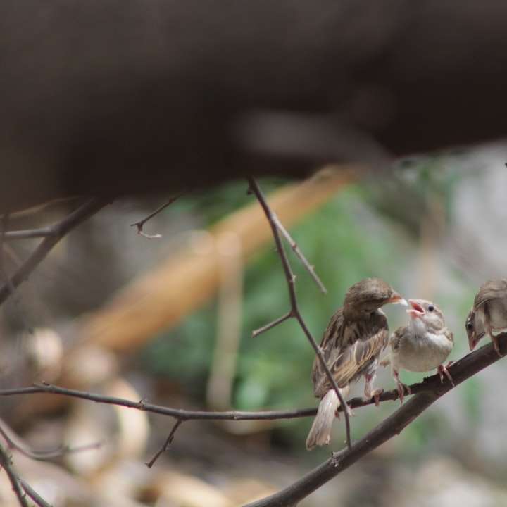 Καφέ και λευκό πουλί σε κλαδί καφέ δέντρου online παζλ