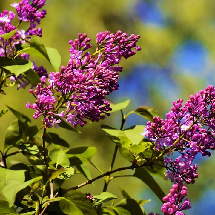 fioletowy kwiat na zielonej łodydze puzzle przesuwne online