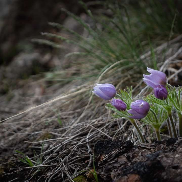 fiori di croco viola in fiore durante il giorno puzzle scorrevole online
