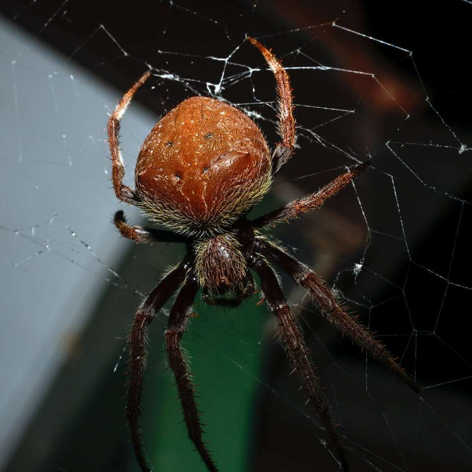 коричневый паук на паутине в фотографии крупным планом раздвижная головоломка онлайн