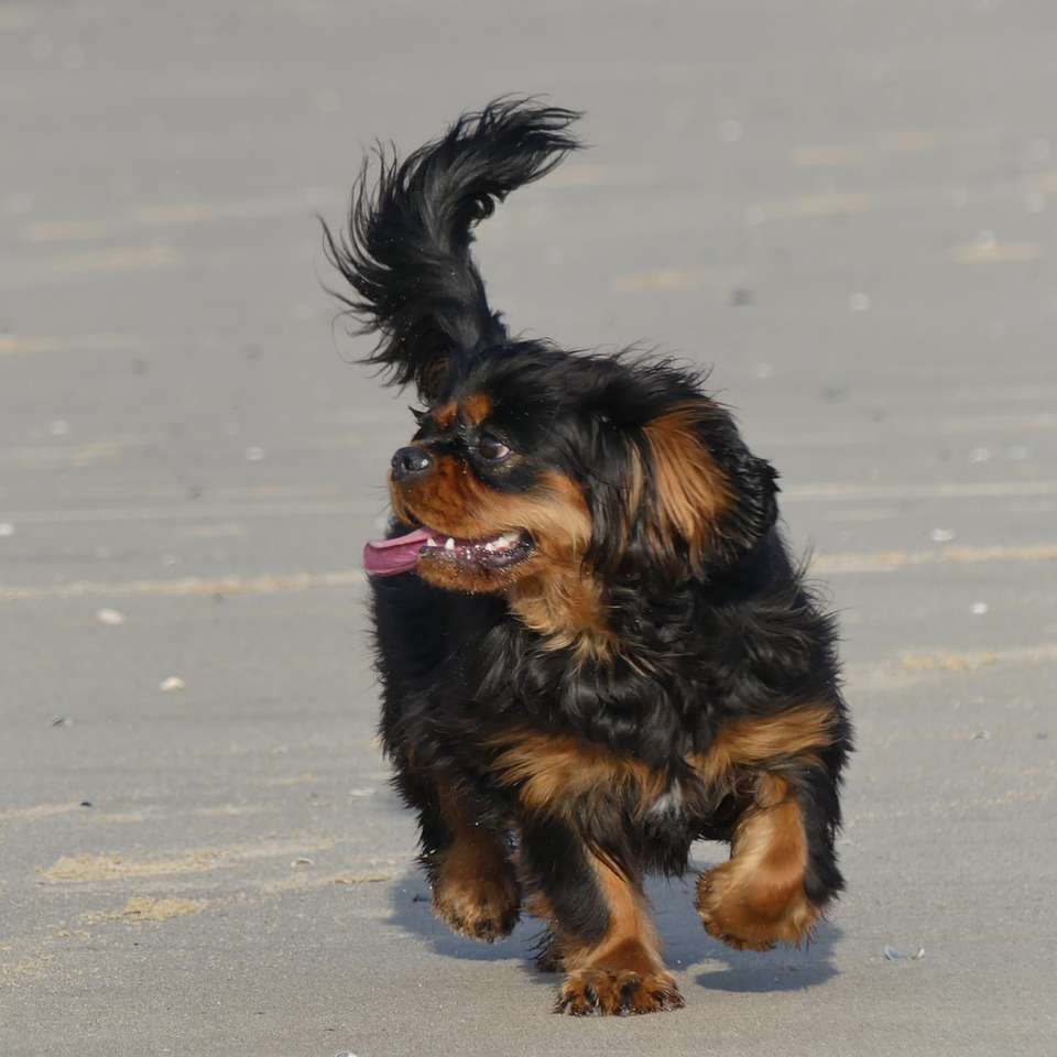 cachorro pequeno com pêlo longo preto e marrom puzzle deslizante online