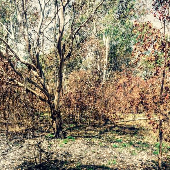 copaci bruni pe câmpul de iarbă verde în timpul zilei puzzle online