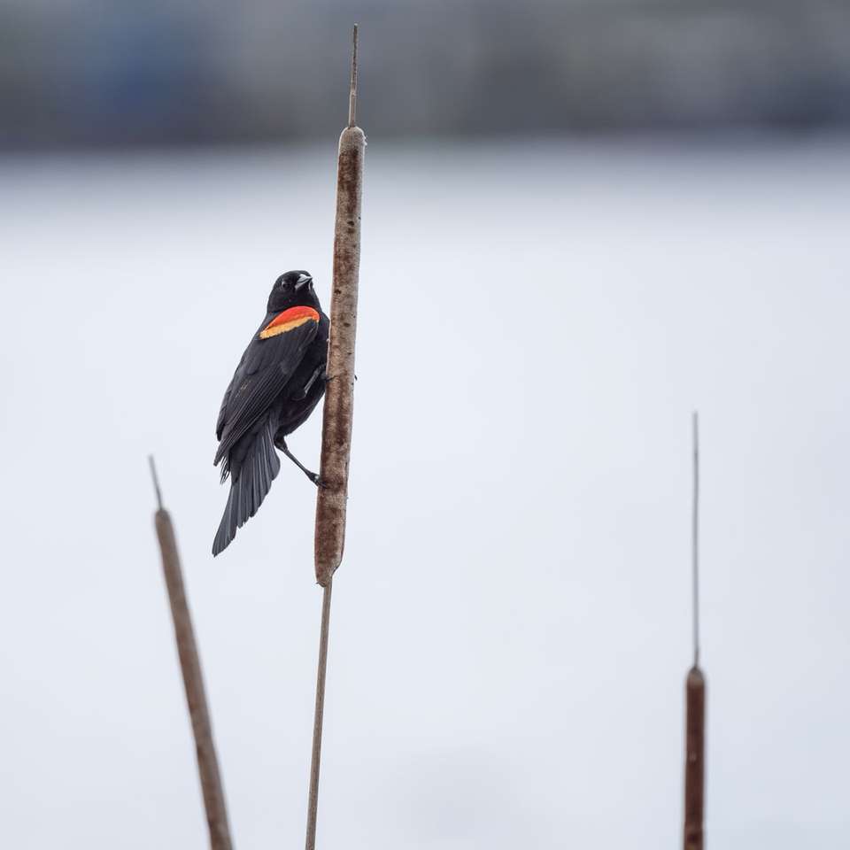 svart och orange fågel på brun pinne glidande pussel online