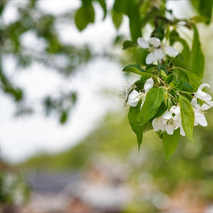 weiße Blüten mit grünen Blättern Schiebepuzzle online