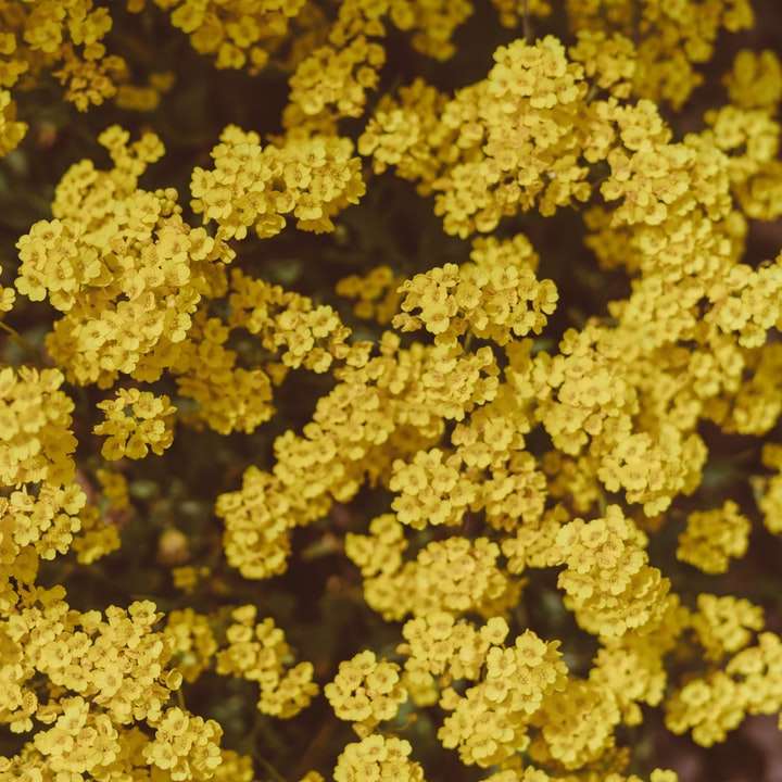 žlutá a hnědá rostlinná partie posuvné puzzle online