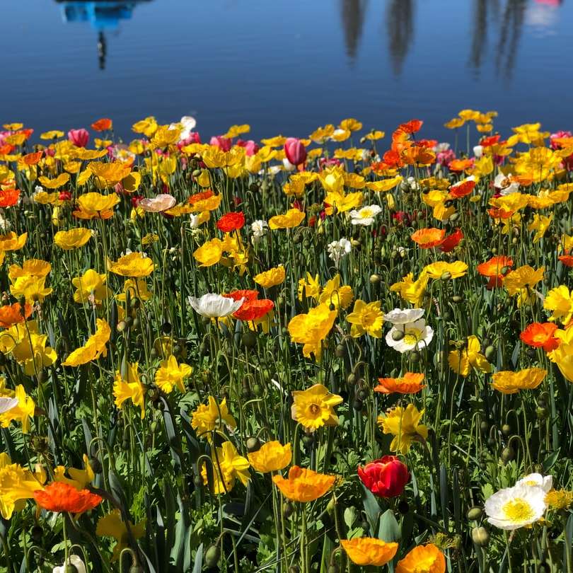 piros és sárga virágmező nappal online puzzle