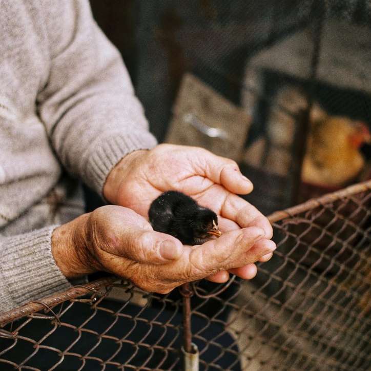 osoba v šedé košili s dlouhým rukávem drží černého ptáka posuvné puzzle online