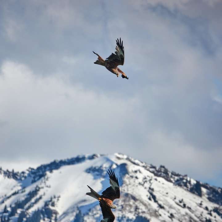 svart fågel flyger över snötäckta berg under dagtid Pussel online