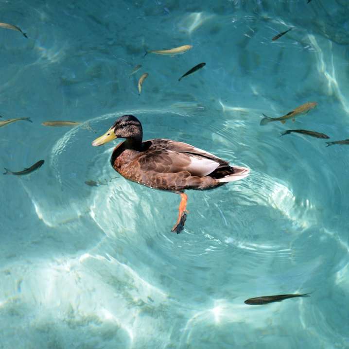 чорна і коричнева качка на воді онлайн пазл