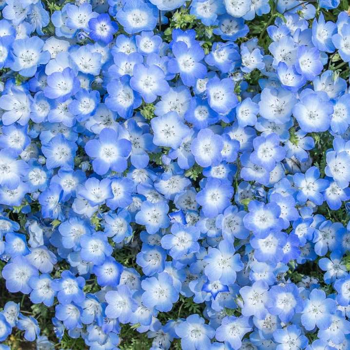 boccioli di fiori bianchi durante il giorno puzzle scorrevole online