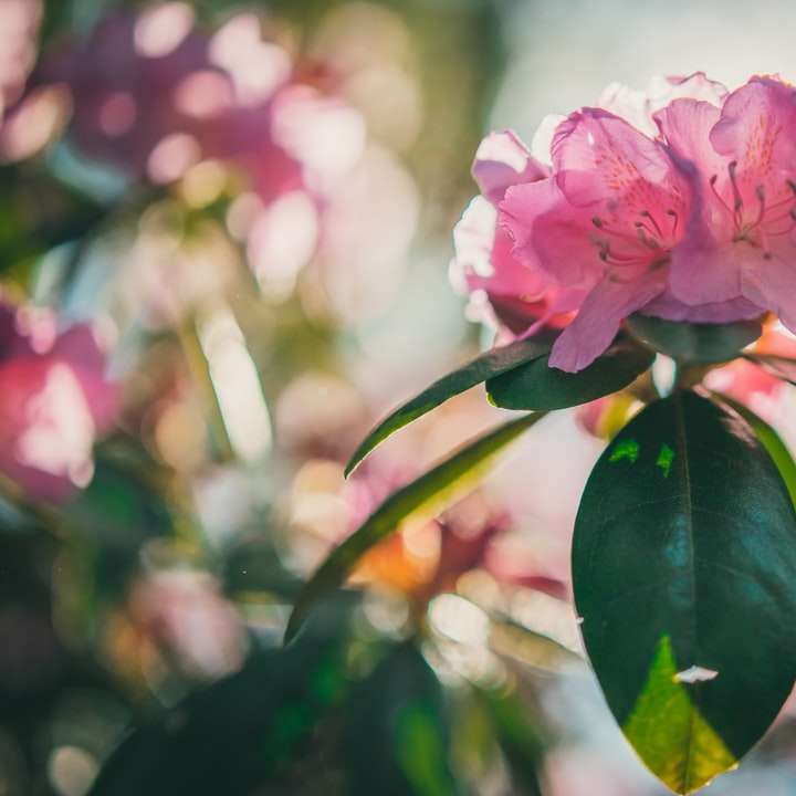 růžový květ se zelenými listy online puzzle