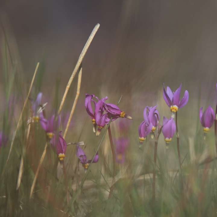 lila krokusblommor blommar under dagtid glidande pussel online