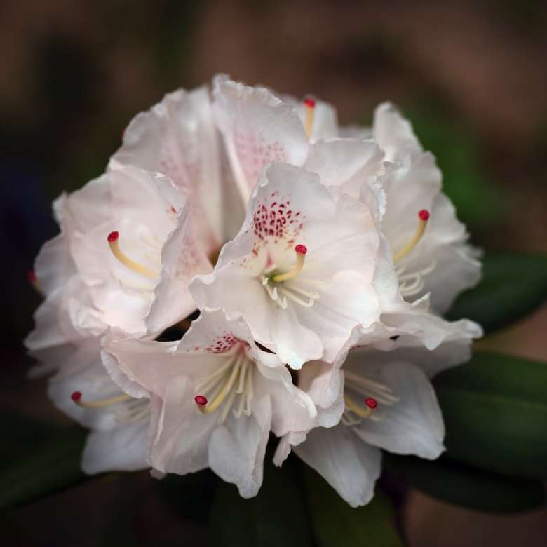 biały kwiat w makrofotografii puzzle online
