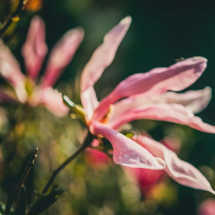 rosa och vit blomma i tilt shift-lins glidande pussel online