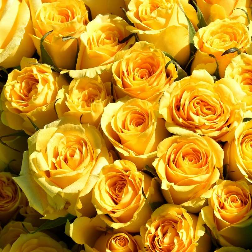 Rosas amarillas en cierre encima de la fotografía rompecabezas en línea