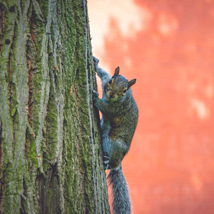 Bruine eekhoorn op bruine boomstam schuifpuzzel online