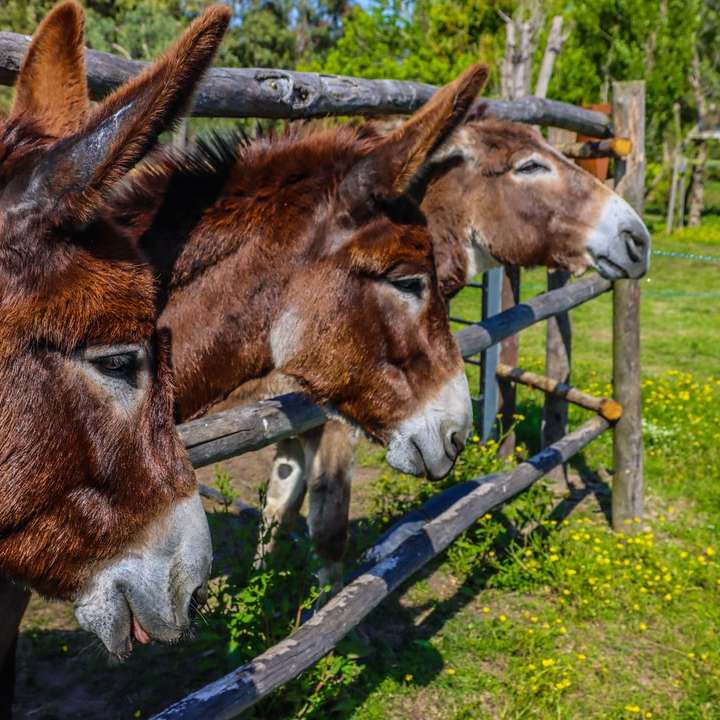 brązowy koń jedzący trawę w ciągu dnia puzzle przesuwne online