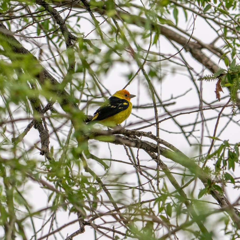 gul och svart fågel på trädgren under dagtid glidande pussel online