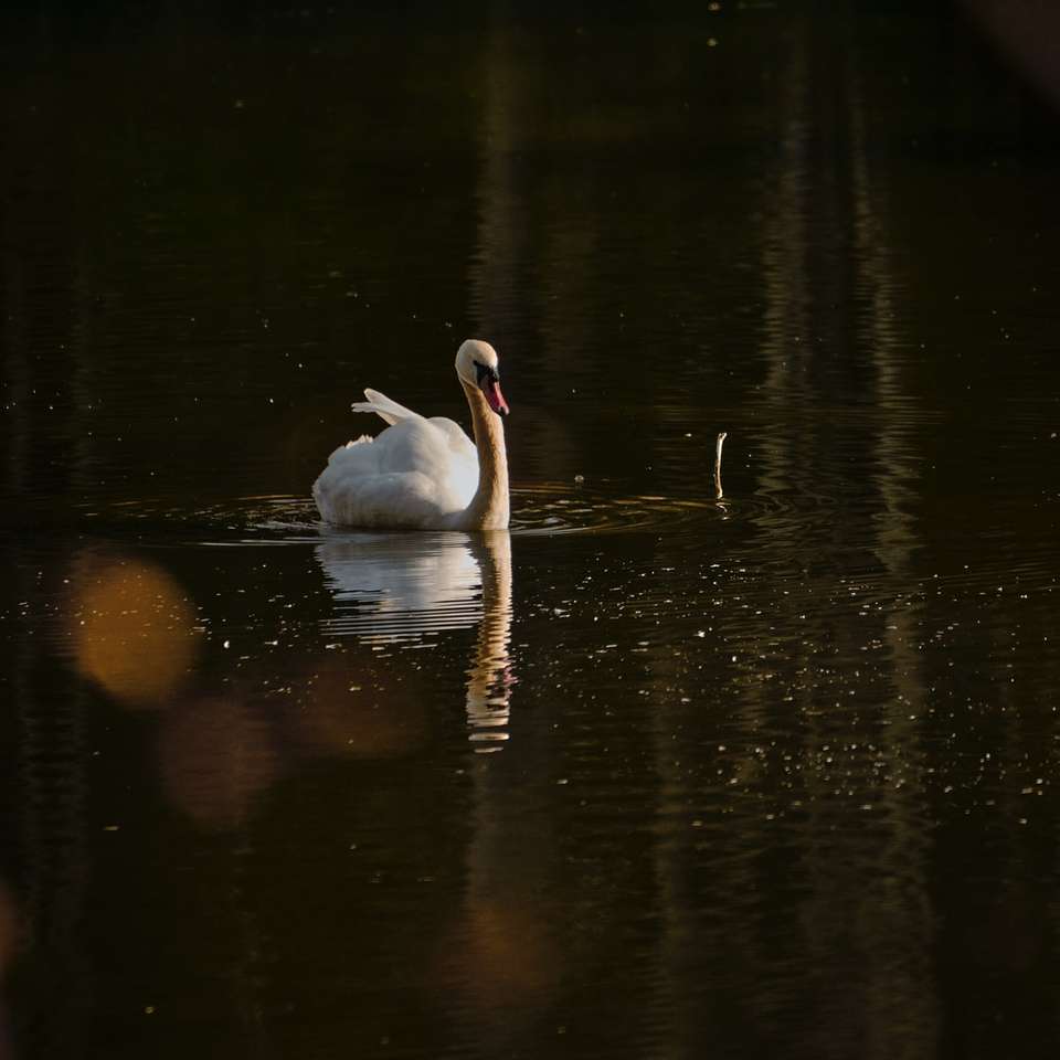 white swan on water during daytime online puzzle