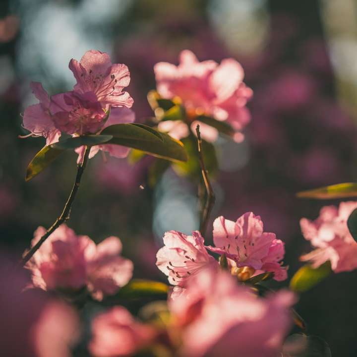 fiori rosa nella lente tilt shift puzzle scorrevole online