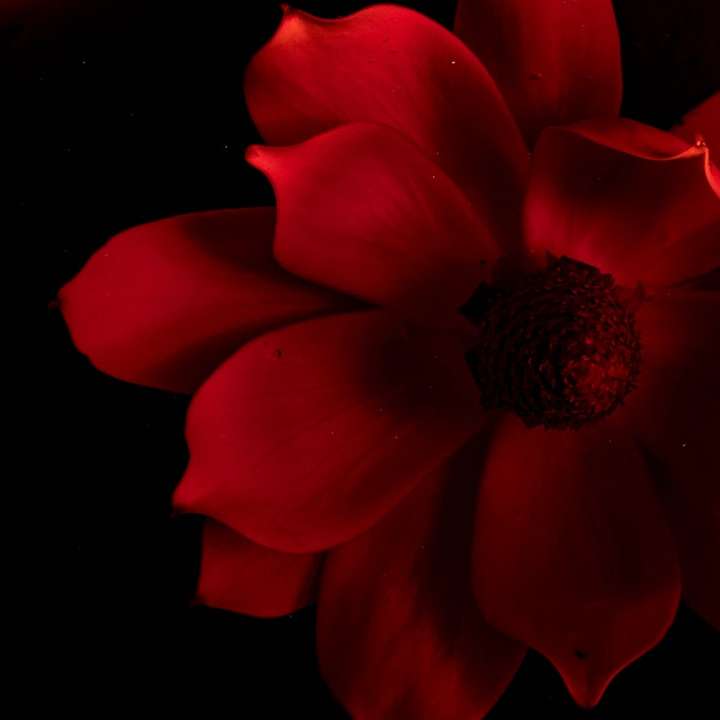 röd blomma i närbildsfotografering Pussel online