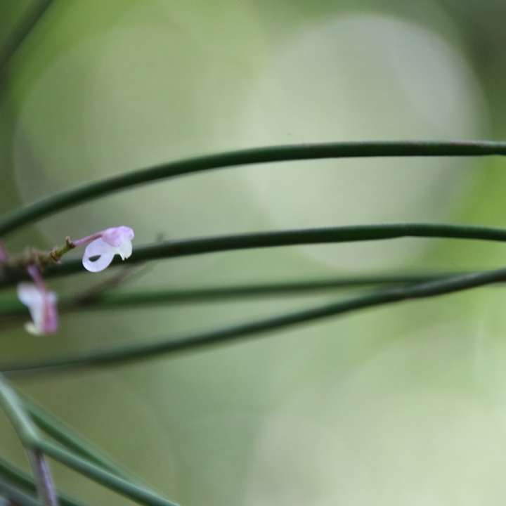 lila Blume mit Wassertropfen Online-Puzzle