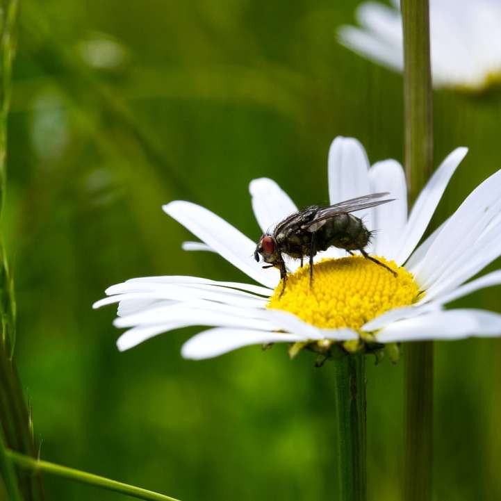 abelha preta e amarela em margarida branca em fotografia de perto puzzle deslizante online